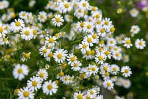 Plant Care Guide for Blackfoot Daisy in Monument, CO