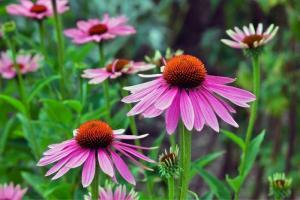 Plant Care Guide for Eastern Purple Coneflower in Monument, CO