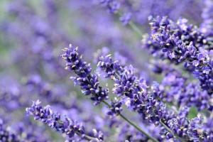 Plant Care Guide for English Lavender in Monument, CO
