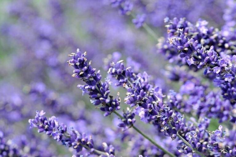 EnglishLavenderPlantGuide Paradise Outdoor Design and Landscaping