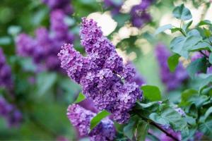 Plant Care Guide for Purple Butterfly Bush in Monument, CO