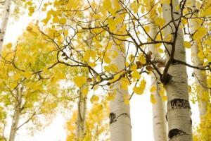Plant Care Guide for Quaking Aspen in Monument, CO