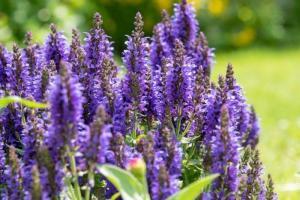 Plant Care Guide for Russian Sage in Monument, CO