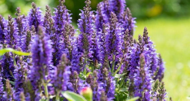 Russian-Sage-Landscaping-Maintenance-How-To