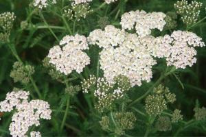 Plant Care Guide for Yarrow in Monument, CO